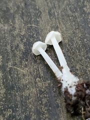 Resinomycena rhododendri