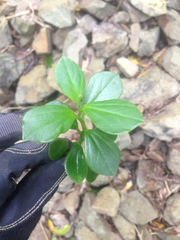 Peperomia urvilleana