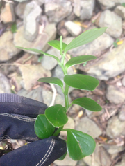 Peperomia urvilleana