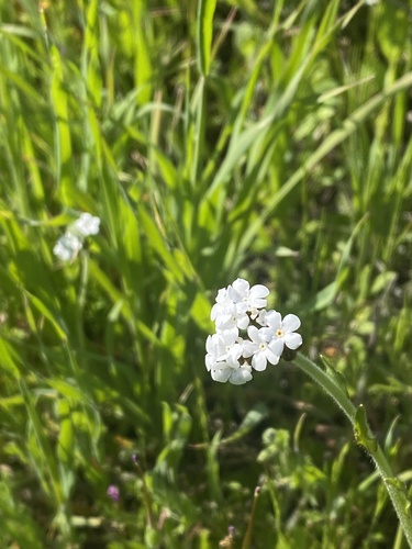 iNaturalist observation photo of Popcornflowers