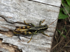 Melanoplus franciscanus