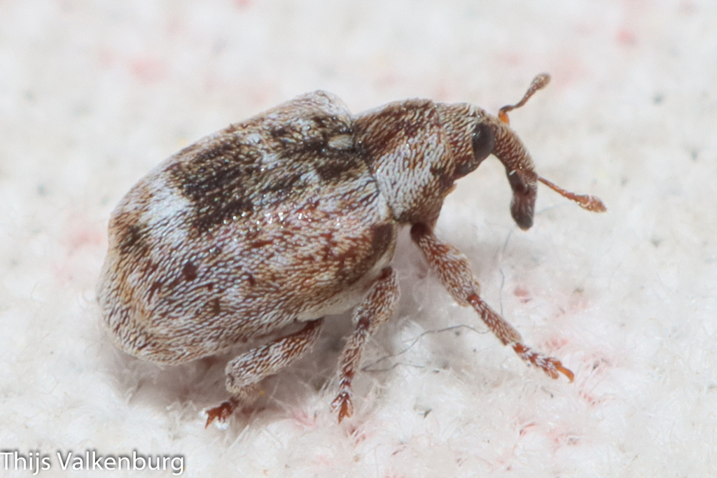 Stereonychus phyllireae