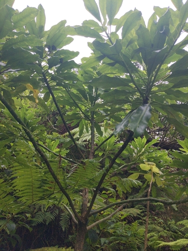 Clermontia oblongifolia, 2025-04-27