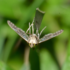 Epipagis fenestralis