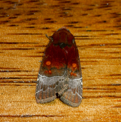 Hampsonodes