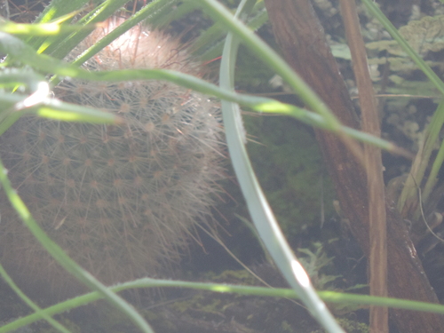 Mammillaria nunezii