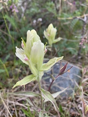 Castilleja pallida