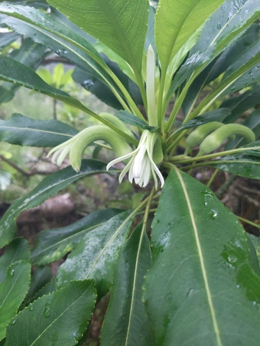 Clermontia oblongifolia, 2025-04-27