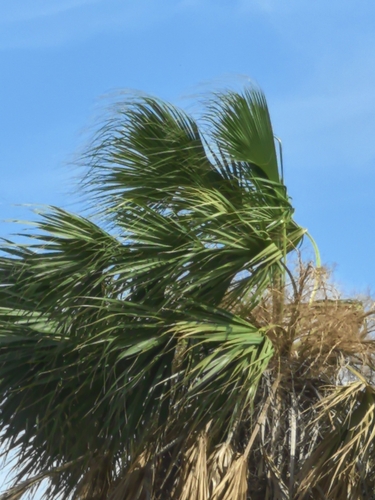 Image of Sabal rosei by no rights reserved