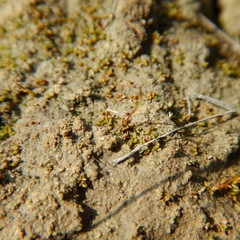 Aloina rigida