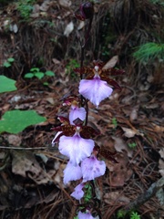 Rhynchostele bictoniensis