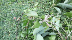 Dendrophthoe curvata