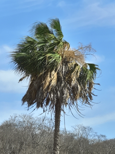 Image of Sabal rosei by no rights reserved