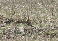 Cursorius coromandelicus