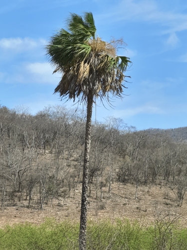 Image of Sabal rosei by no rights reserved