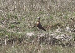 Cursorius coromandelicus