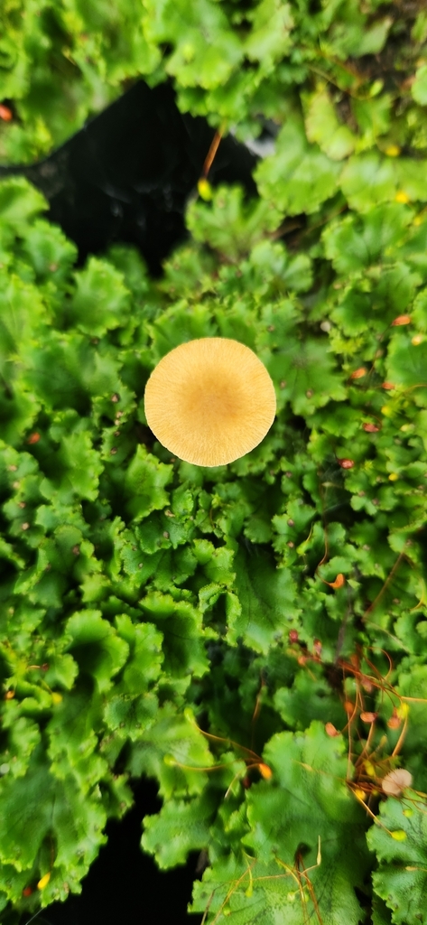 Pholiotina gracilenta
