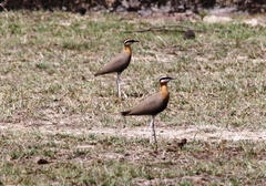 Cursorius coromandelicus