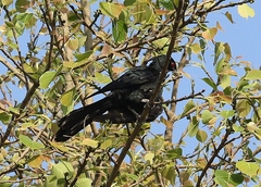 Eudynamys scolopaceus