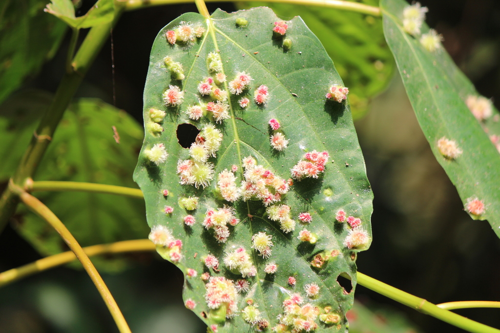 Common Red-stem Fig from Hindhede Dr, Singapore 589318 on August 15 ...