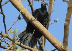 Eudynamys scolopaceus