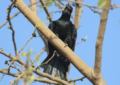 Eudynamys scolopaceus