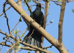 Eudynamys scolopaceus