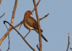 Streptopelia senegalensis