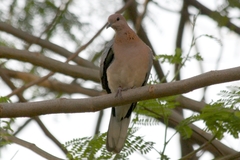 Streptopelia senegalensis