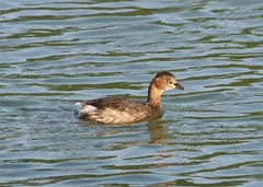 Tachybaptus ruficollis