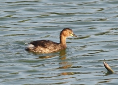 Tachybaptus ruficollis