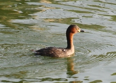 Tachybaptus ruficollis