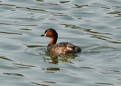 Tachybaptus ruficollis