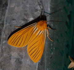 Pseudischnocampa nervosa