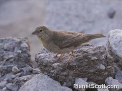 Sicalis olivascens