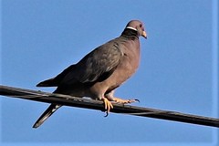 Patagioenas fasciata