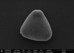 Helicteres angustifolia