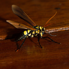 Orcynia calcarata