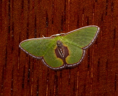 Synchlora astraeoides