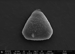 Helicteres angustifolia