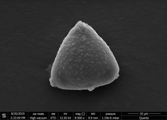 Helicteres angustifolia
