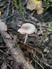 Volvariella nigrodisca
