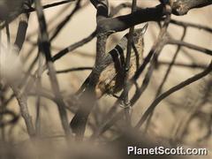 Diglossa brunneiventris