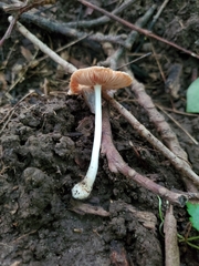 Volvariella nigrodisca