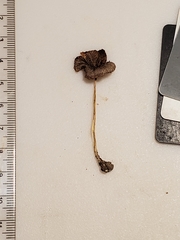 Volvariella nigrodisca