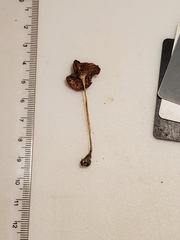 Volvariella nigrodisca