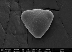 Helicteres angustifolia