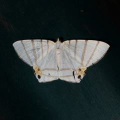 Opisthoxia saturniaria