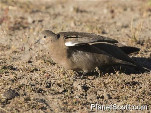 Black-winged Ground Dove