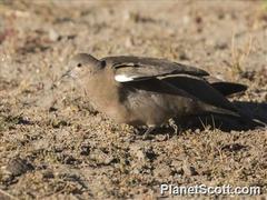 Black-Winged Ground Dove photo 1